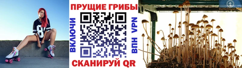 mega ССЫЛКА  Черемхово  Галлюциногенные грибы мицелий 
